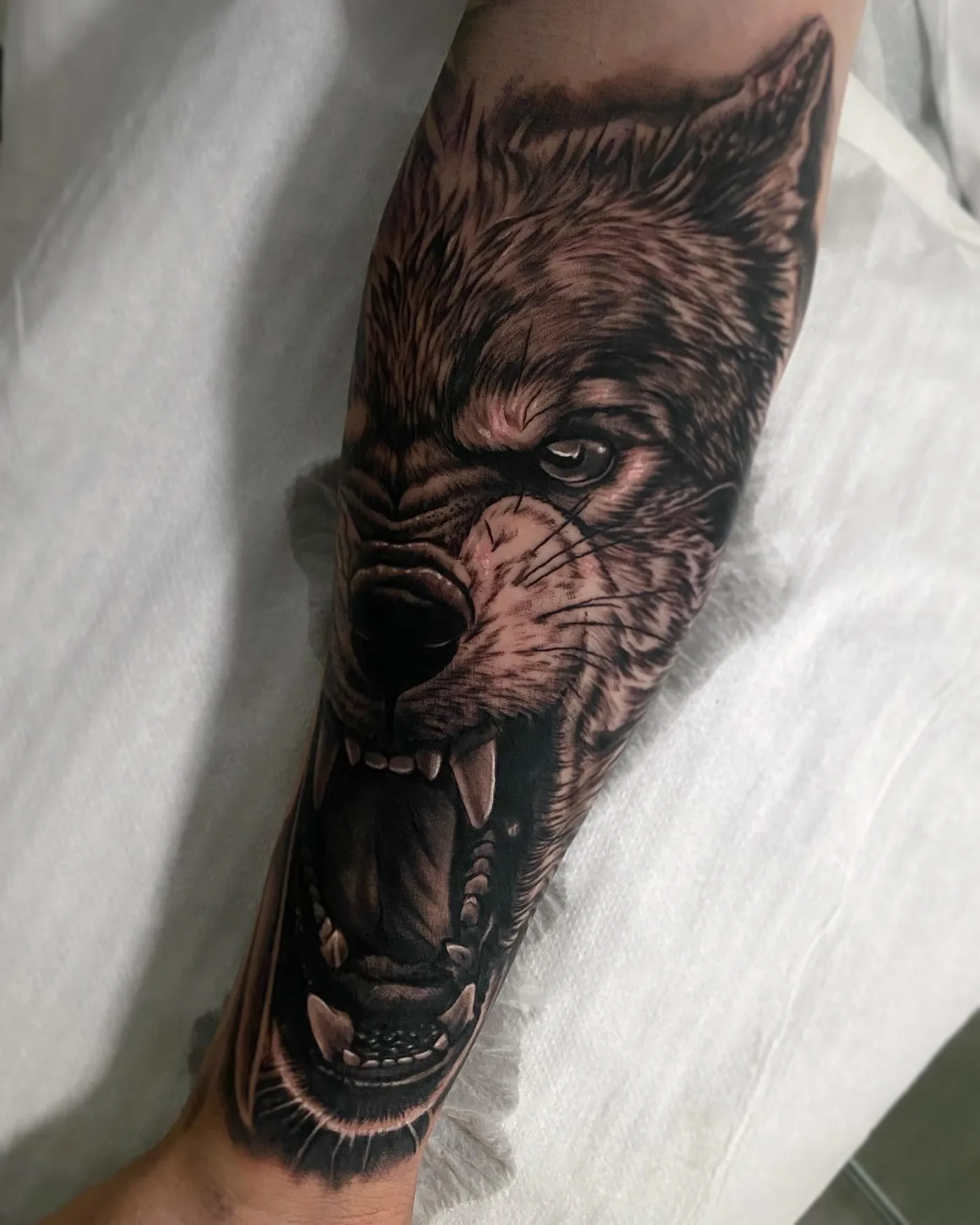 Lobo rugiendo, antebrazo