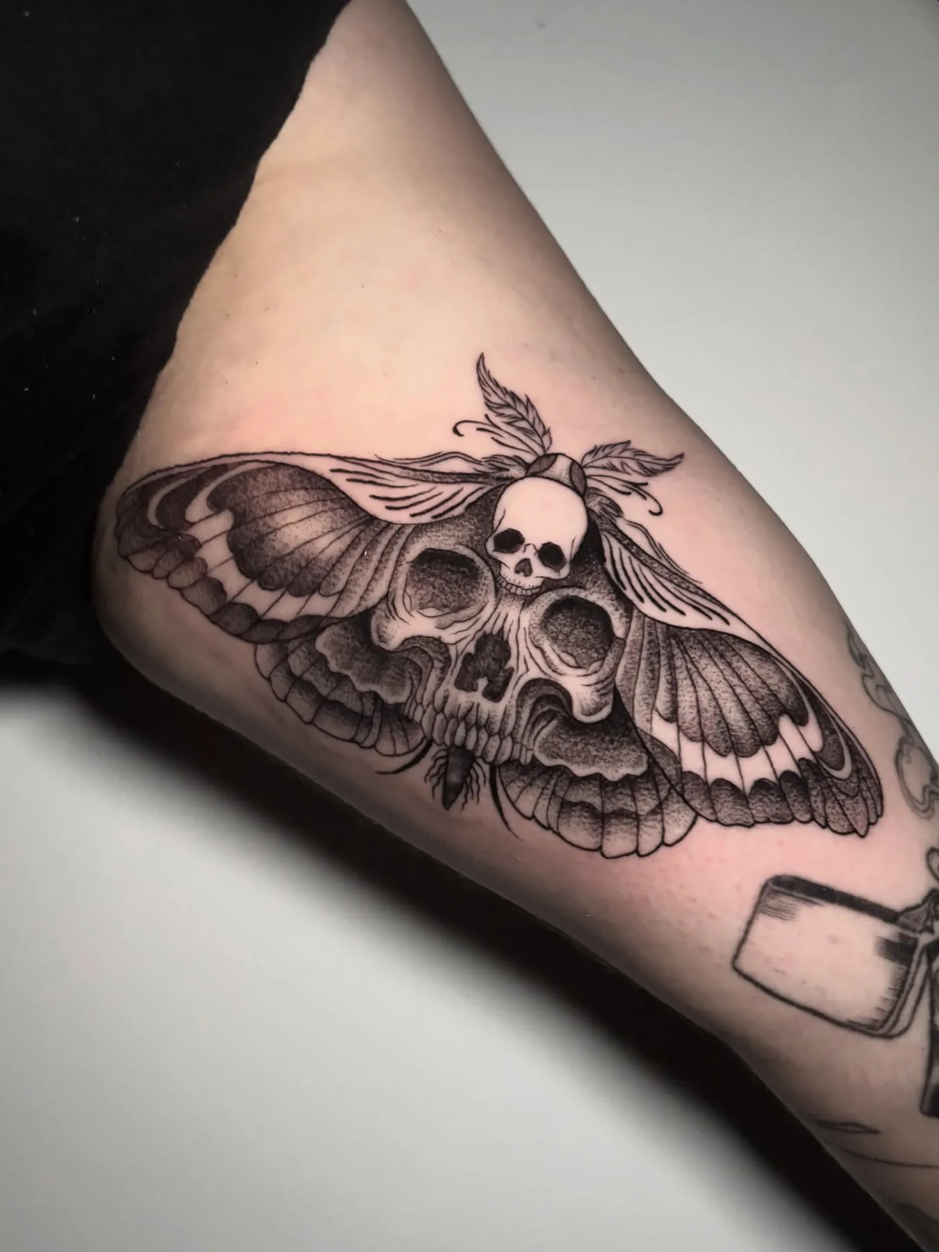 Polilla calavera, brazo